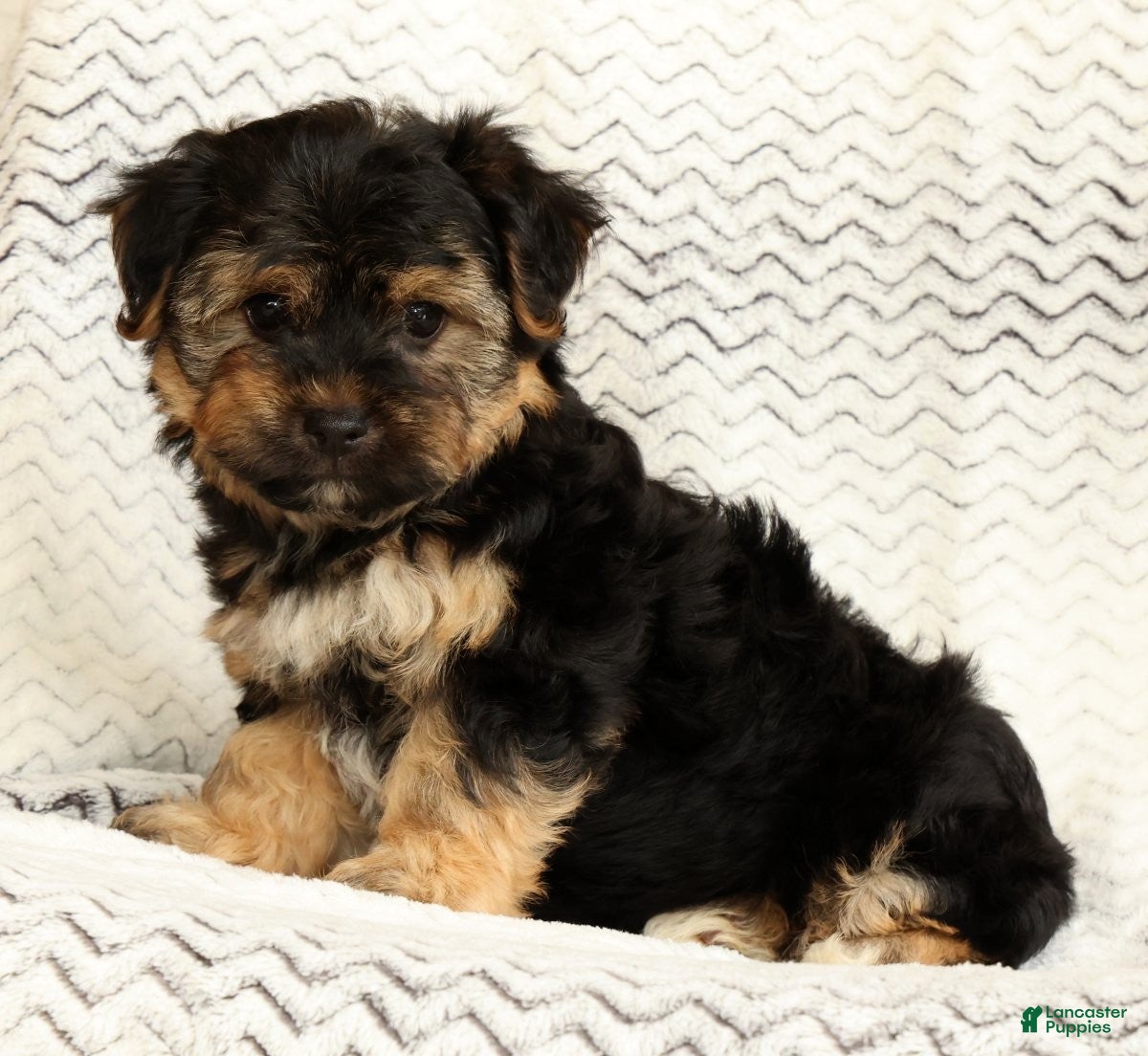 Yochon dogs Charles - Ad 2