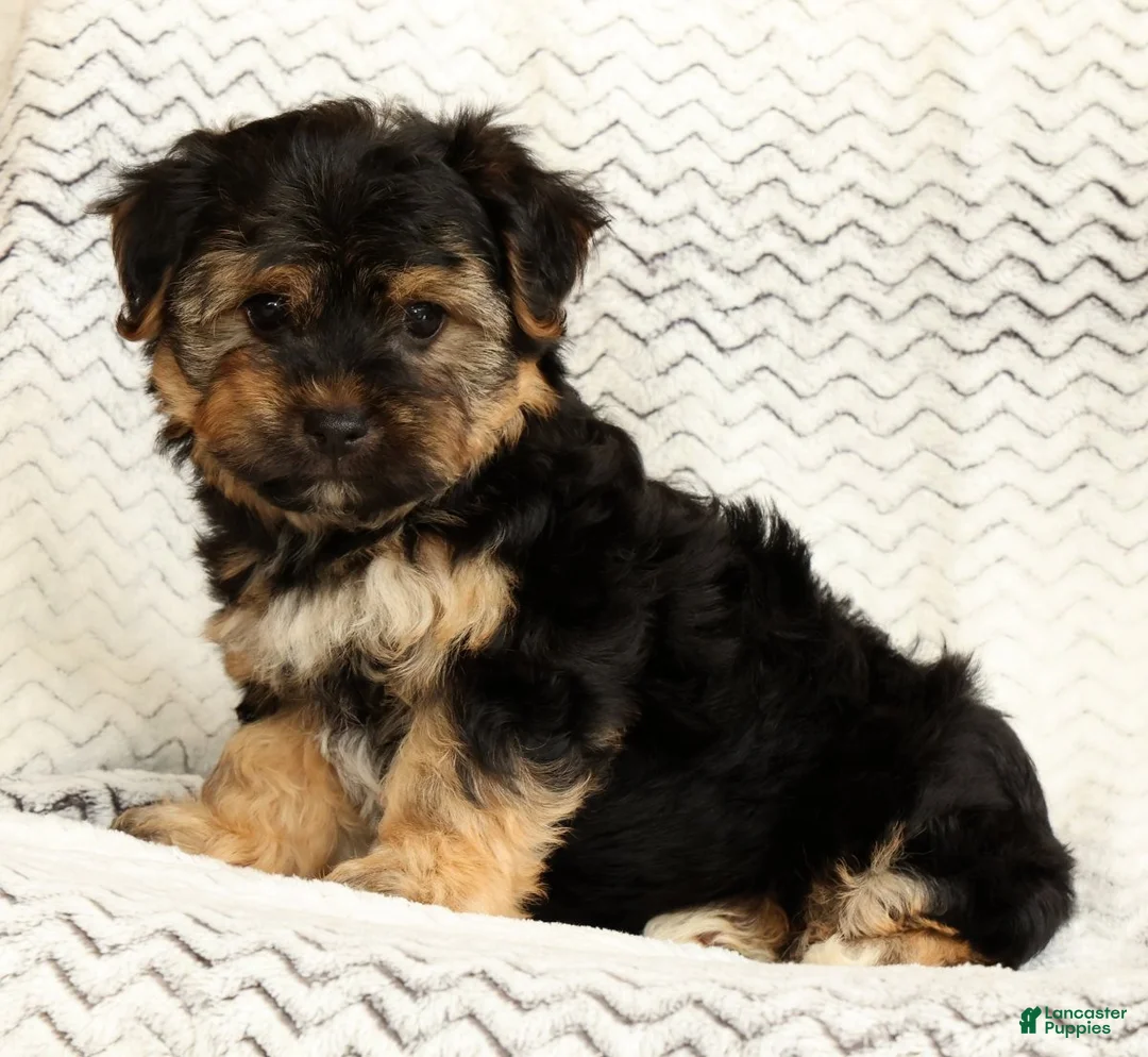 Yochon dogs for sale: Charles - Ad 2
