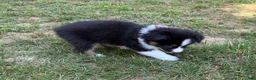 Australian Shepherd dogs for sale: Mr. Fluffy - Ad 9