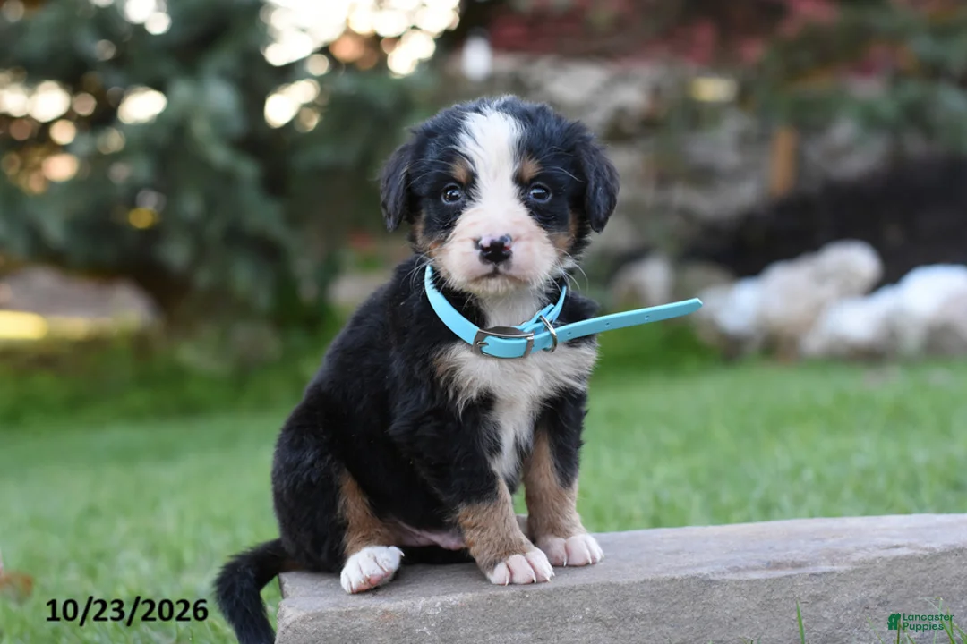 Bernese Mountain Dog dogs for sale: Buck - Ad 1