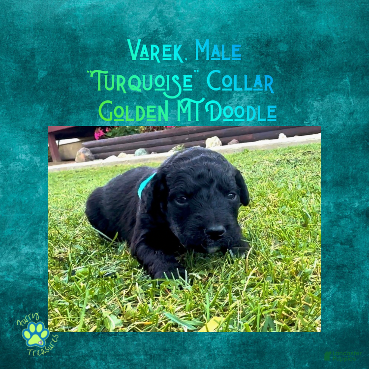 Mixed Breed dogs for sale: ⭐ Varek — Turquoise Collar • Male • Golden Mt Doodle - Ad 4