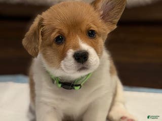 Welsh Corgi Pembroke dogs Ariel - green - Ad 11