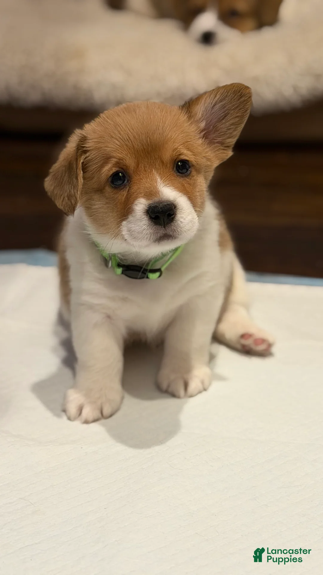 Welsh Corgi Pembroke dogs for sale: Ariel - green - Ad 1