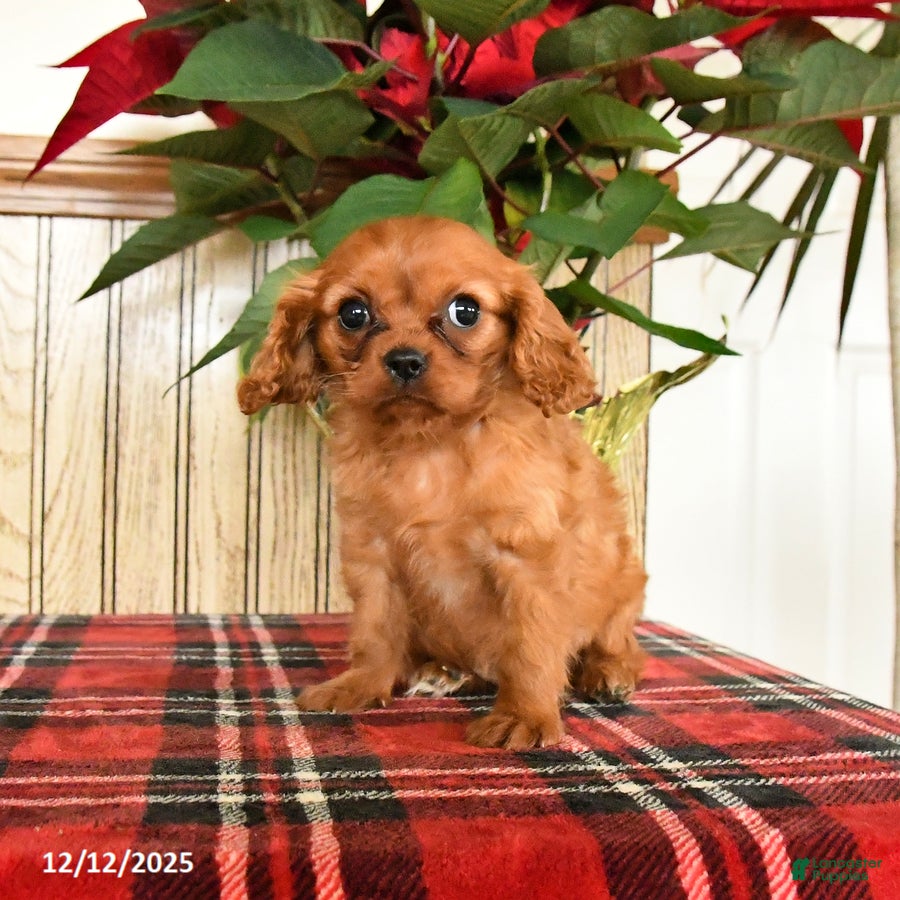 Cavalier King Charles Spaniel dogs Callie - Ad 4