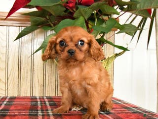 Cavalier King Charles Spaniel dogs Callie - Ad 22