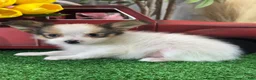 Papillon dogs for sale: Roger🐘 - Ad 3