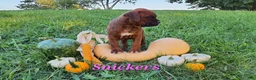 Boxer dogs for sale: Snickers AKC - Ad 2