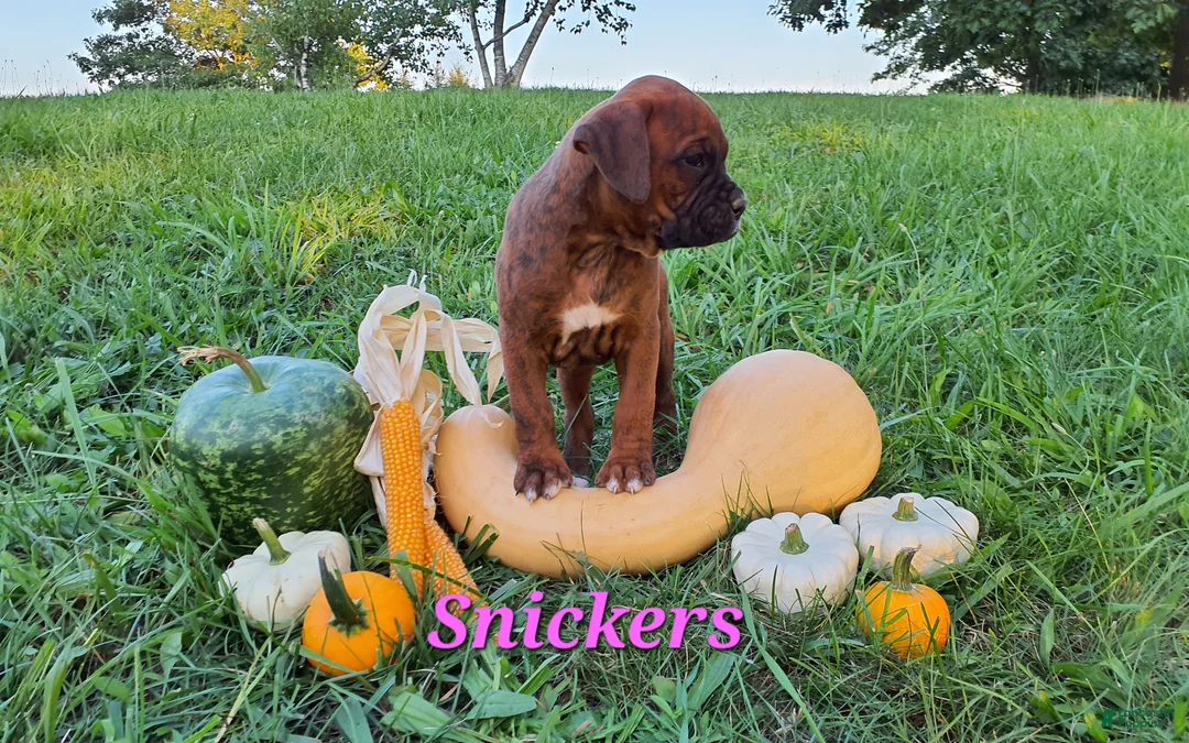 Boxer dogs for sale: Snickers AKC - Ad 2
