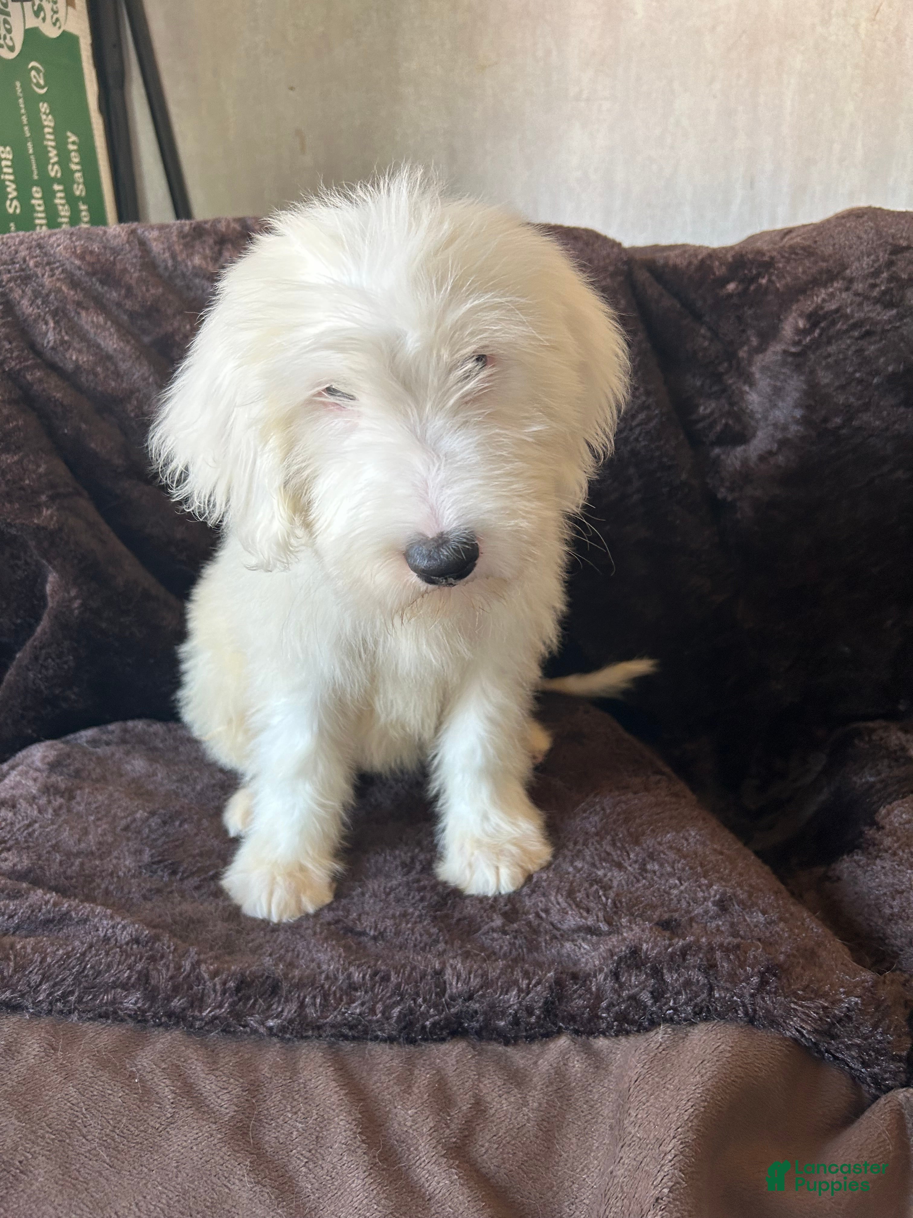 Old English Sheepdog dogs Old English Sheepdog 4 - Ad 4