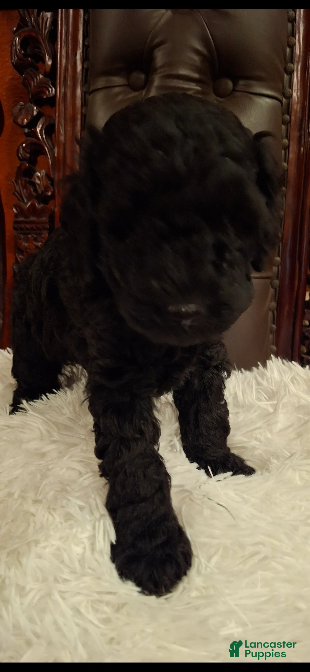 Miniature Poodle dogs for sale: Oso - Ad 2