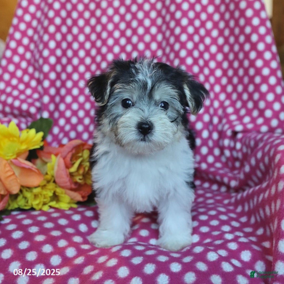 Morkie dogs for sale: Miles - Ad 7