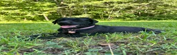 Labrador Retriever dogs for sale: Cookie 🍪  - Ad 5