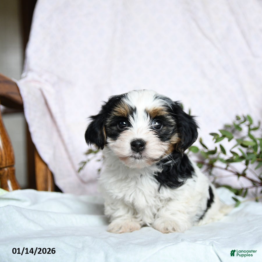 Mixed Breed dogs Orbit - Ad 40