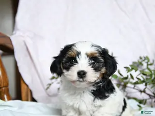 Mixed Breed dogs Orbit - Ad 18