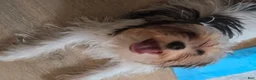 Yorkshire Terrier dogs for sale: Yorkshire Terrier 2 - Ad 3