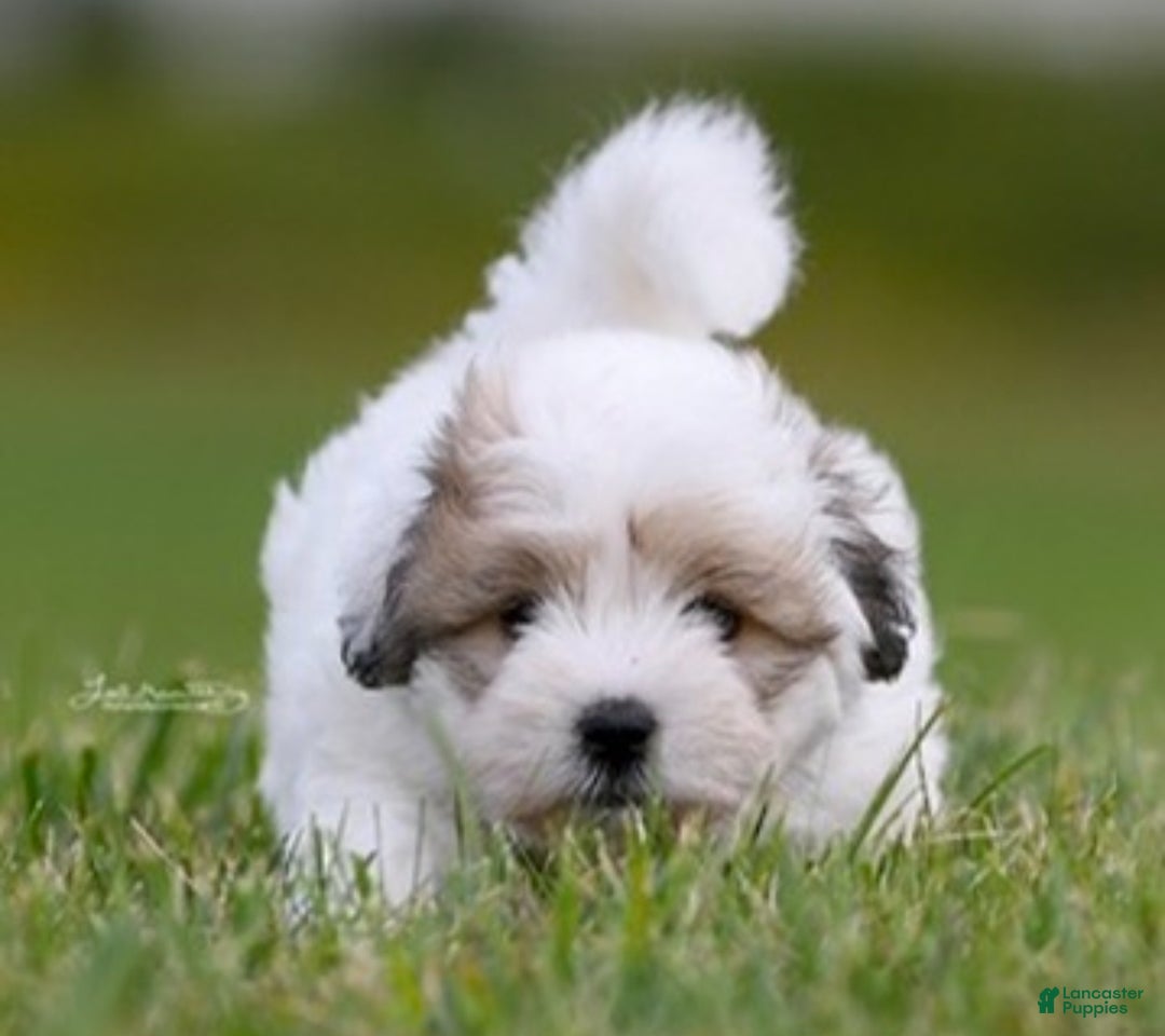 Coton De Tulear dogs for sale: Coton De Tulear Puppy 1 - Ad 5