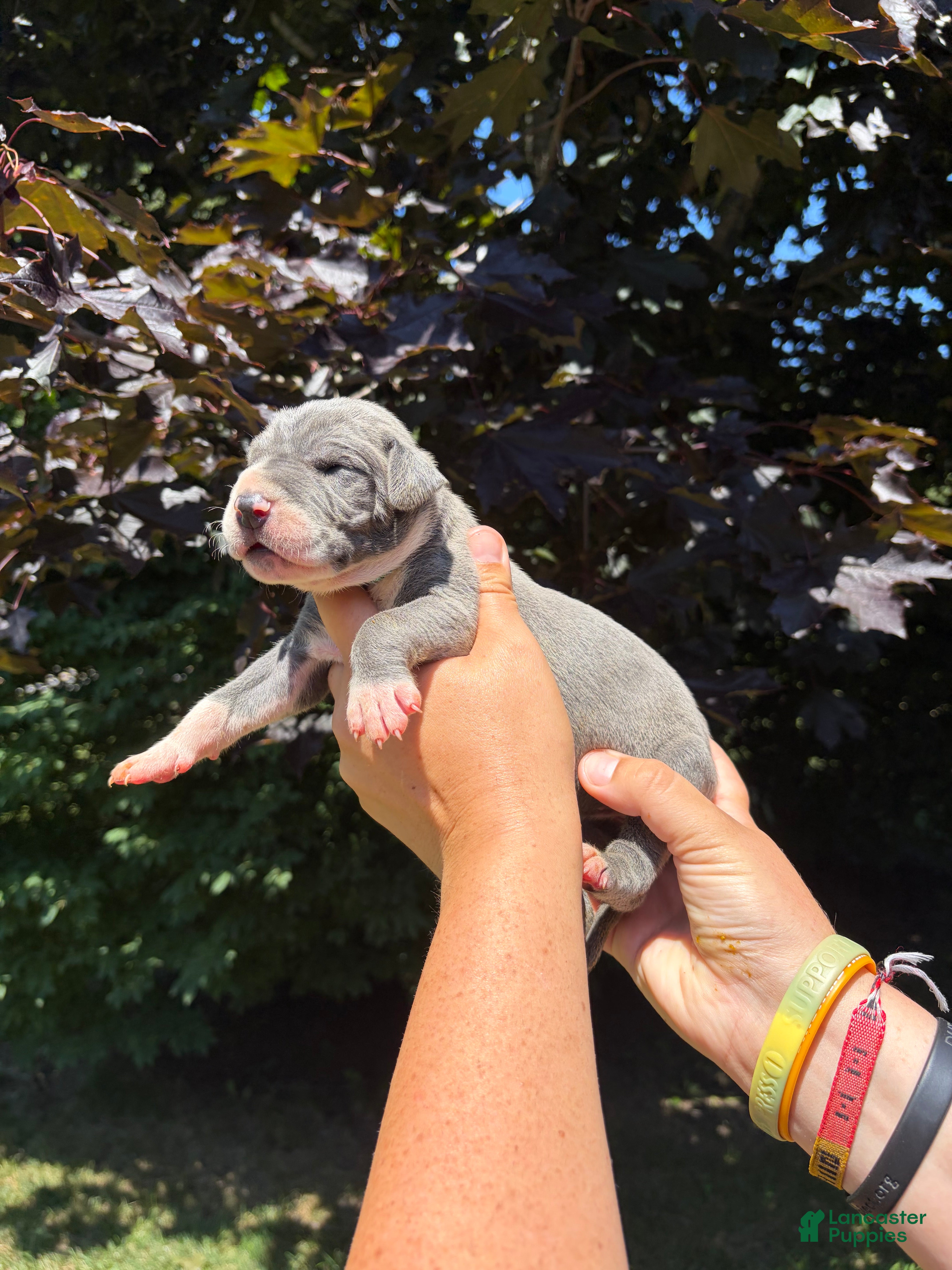 Great Dane dogs Dakota - Ad 2
