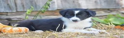 Border Collie dogs for sale: Teri - Ad 4