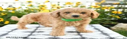 Bichpoo dogs for sale: Adley - Ad 5