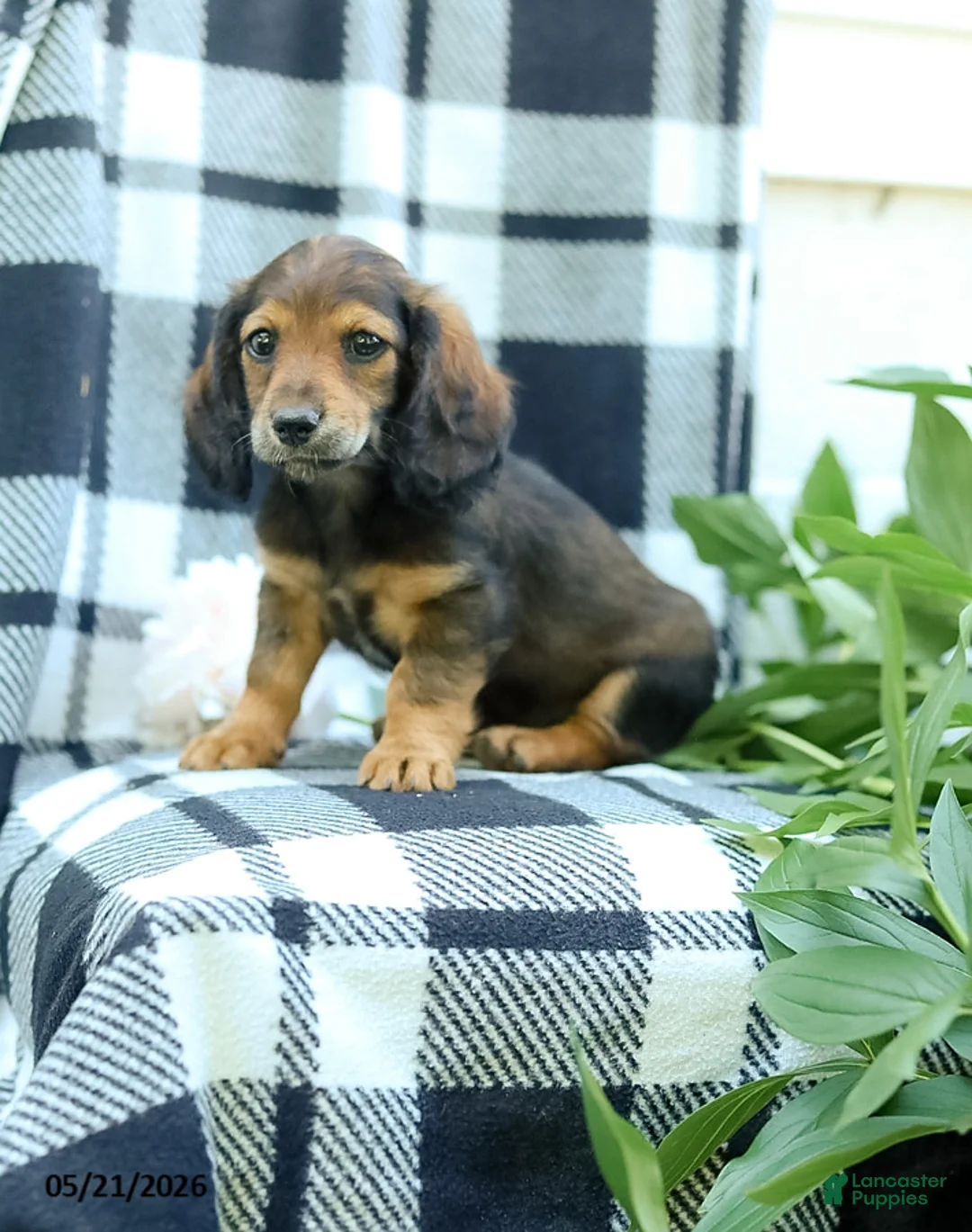 Miniature Dachshund dogs for sale: Cub  - Ad 5