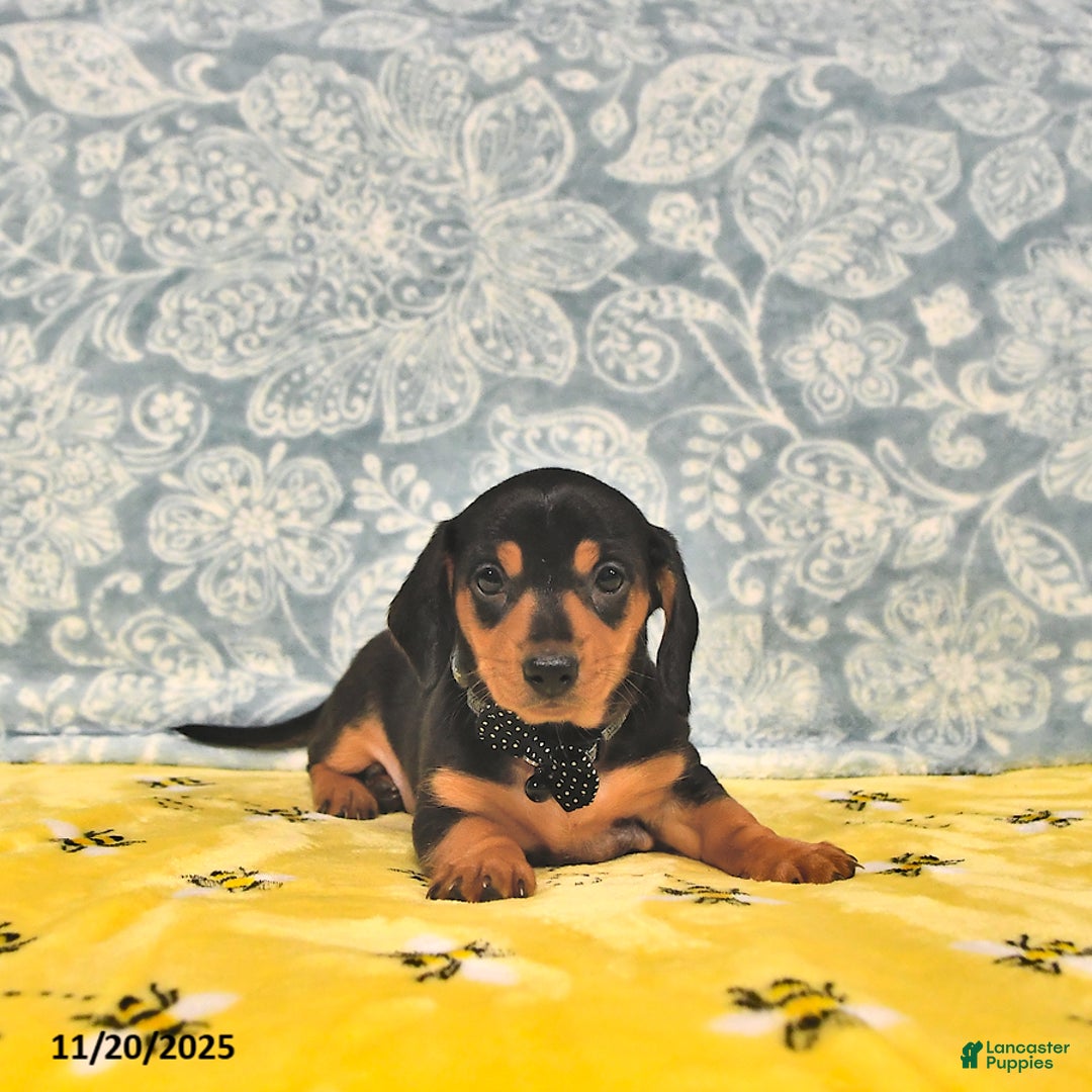 Miniature Dachshund dogs for sale: Paige - Ad 2