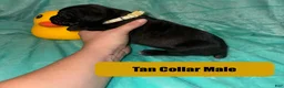 Cane Corso dogs for sale: Tan Collar Male - Ad 3