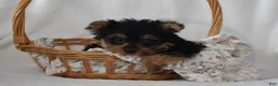 Yorkshire Terrier dogs for sale: Fairy - Ad 11