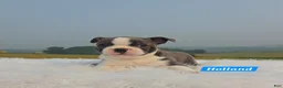 Mixed Breed dogs for sale: Holland - Ad 4