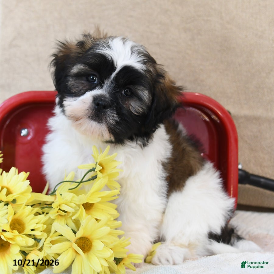 Shih Tzu dogs for sale: Snickers - Ad 1