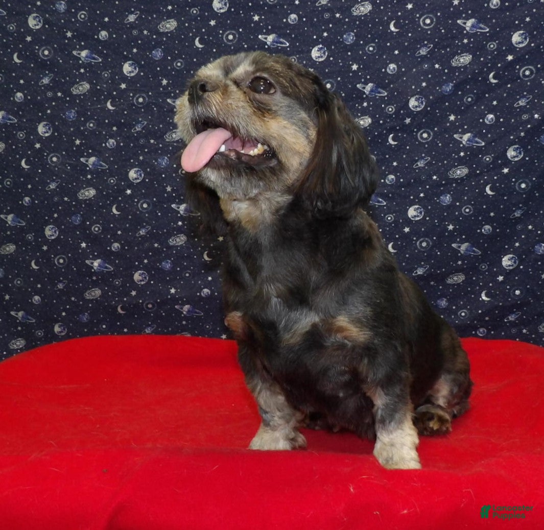 Teddy Bear dogs Cherry - Ad 29