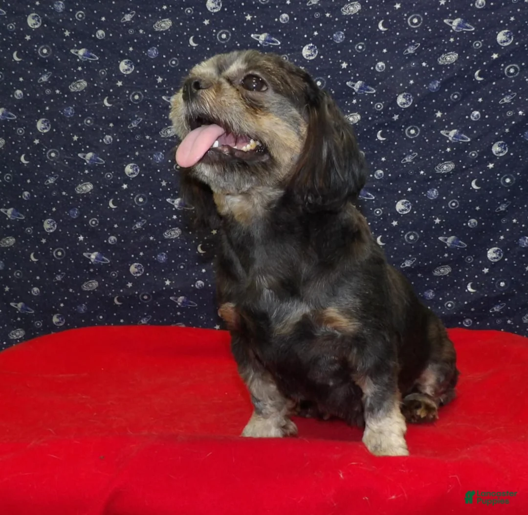 Teddy Bear dogs for sale: Cherry - Ad 1