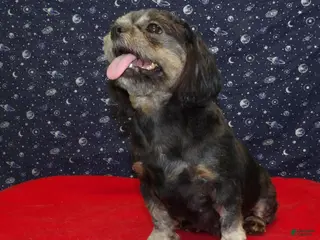 Teddy Bear dogs Cherry - Ad 29