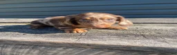 Miniature Dachshund dogs for sale: Hank - Ad 7