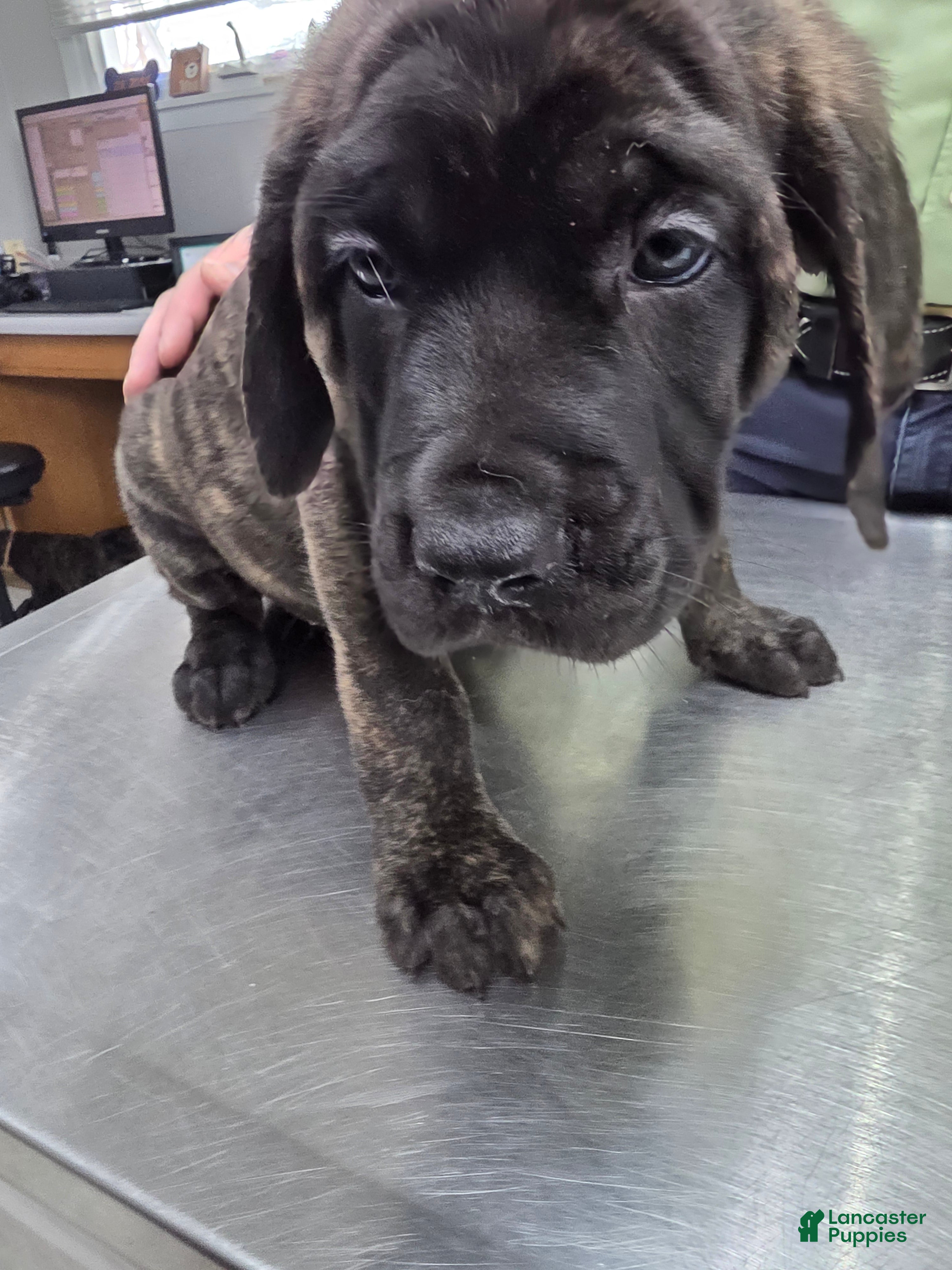 English Mastiff dogs English Mastiff Puppy 💚 - Ad 14