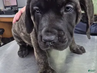 English Mastiff dogs English Mastiff Puppy 💚 - Ad 10