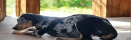 Catahoula Leopard Dog dogs for sale: Jesse 2026 F3 - Ad 2