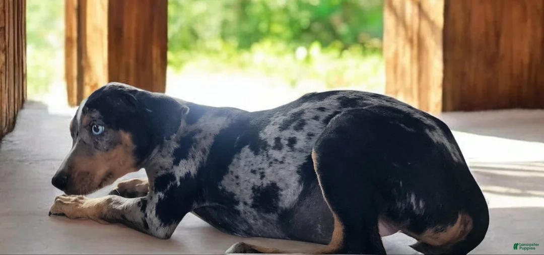 Catahoula Leopard Dog dogs for sale: Jesse 2026 F3 - Ad 2