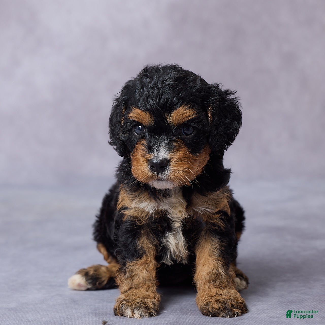 Cavapoo dogs Brooke - Ad 2