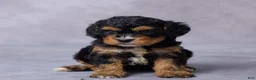 Cavapoo dogs for sale: Brooke - Ad 2