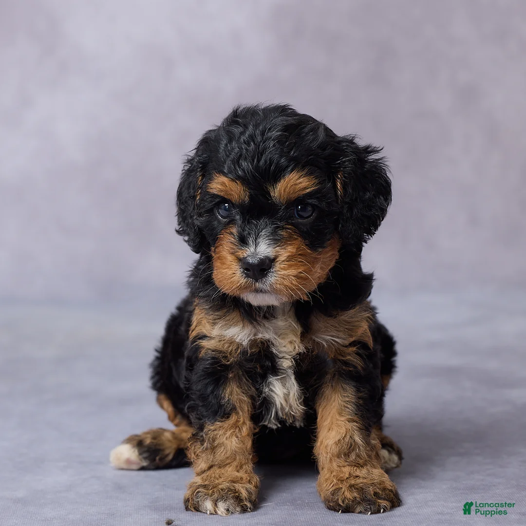 Cavapoo dogs for sale: Brooke - Ad 2