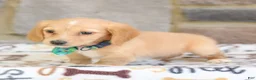 Miniature Dachshund dogs for sale: Nellie  - Ad 4