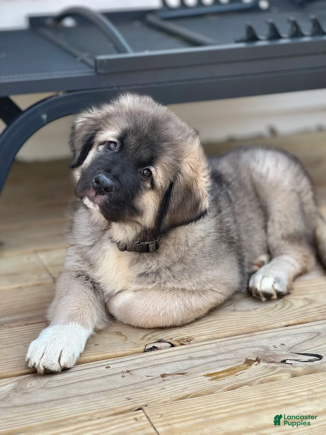 Caucasian Shepherd Dog dogs for sale: Arctic~Powerful Protection Caucasian Shepherd Dog Puppy 2 - Ad 1
