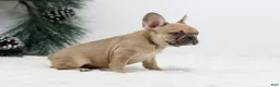 French Bulldog dogs for sale: Ina - Ad 6
