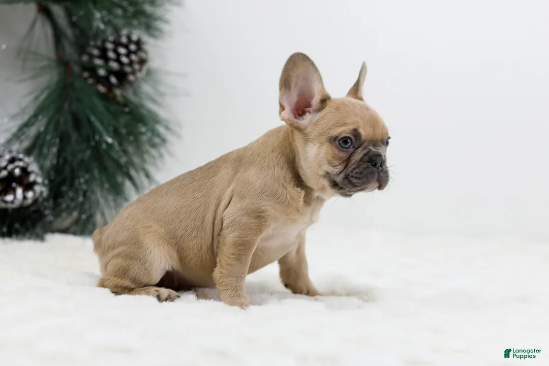 French Bulldog dogs for sale: Ina - Ad 6
