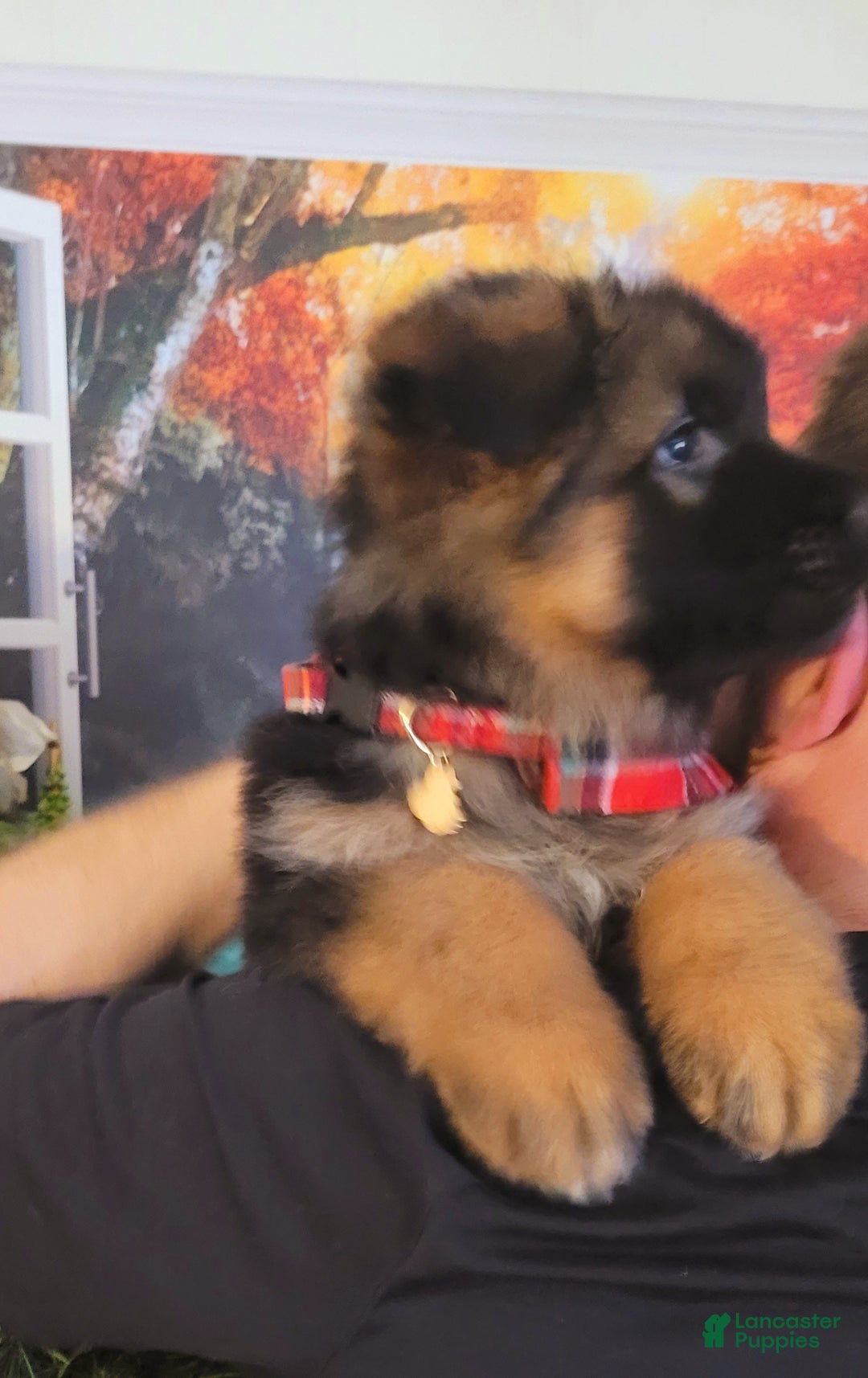 German Shepherd dogs for sale: Dasher - Ad 3