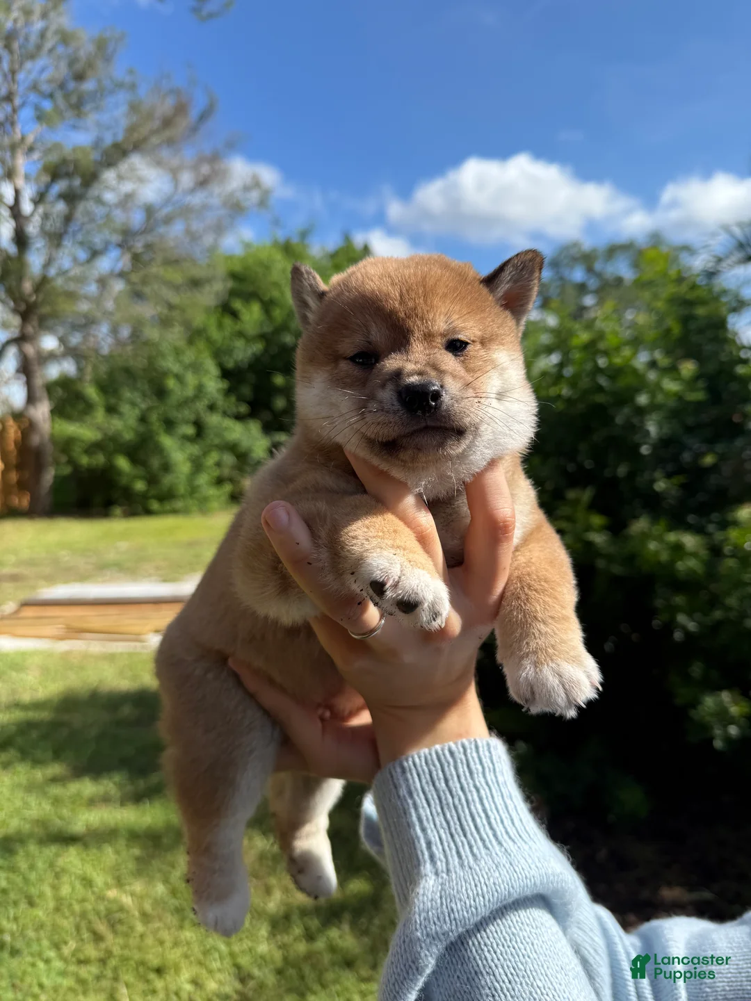 Shiba Inu dogs for sale: Shiba Inu Puppy 6 - Ad 16