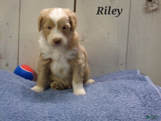 Aussiedoodle dogs Riley - Ad 12