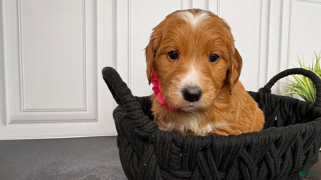 Mini Goldendoodle dogs for sale: Cassie Mini Goldendoodle - Ad 2