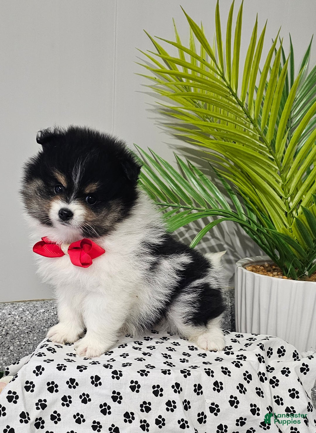 Pomeranian dogs for sale: Riggs - Ad 10
