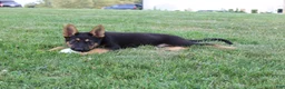 German Shepherd dogs for sale: Duke - Ad 3